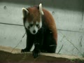 3月のある日　埼玉県こども動物自然公園　レッサーパンダ　ソウソウ
