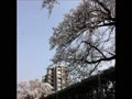 20180331石川運動ひろばの桜