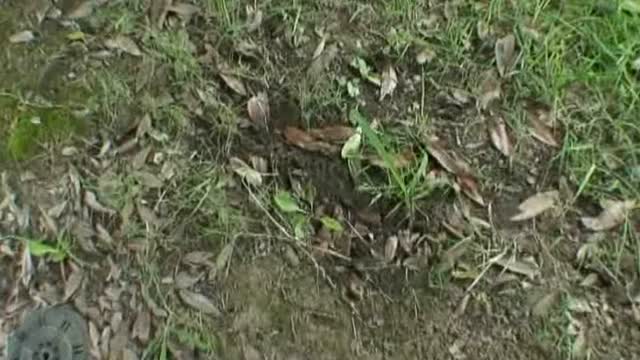 【限定配信】実録！！女友達の野グソ野しょん5 (1)  野ション編！ - FC2 Video (Adult)
